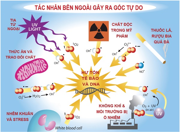 gốc tự do